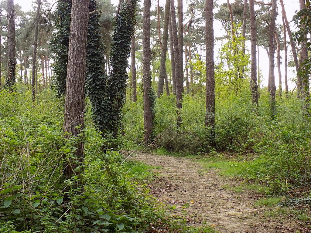 Verblijfpark De Brem Lille Bagian luar foto